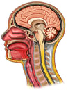 Cut-away View of Head