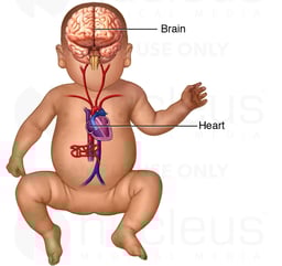 Figure of a Baby with Brain and Heart