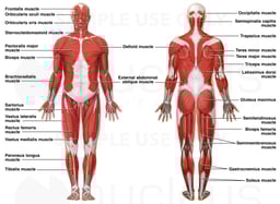 Anatomy of the Muscular System
