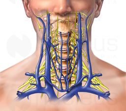 Veins of Head and Neck