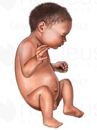 Fetus, Third Trimester, Lateral View