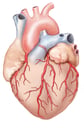 Heart with Coronary Arteries