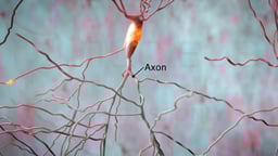 Brain Neuron with Labeled Axon