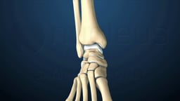 Anterior View of Foot and Ankle Skeleton