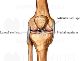 Cartilage of the Knee