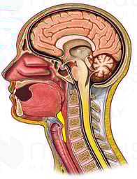 Swallowing Bolus Part 3, Cut-away View