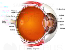 Eye Anatomy