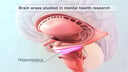 Hippocampus: Brain Area Studied in Mental Health Research
