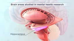 Hippocampus: Brain Area Studied in Mental Health Research