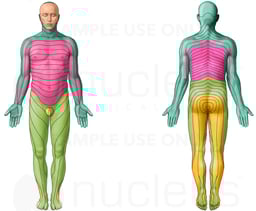 The Dermatomes