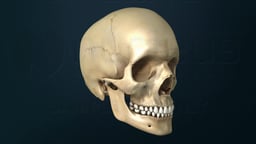 Skull Anatomy with TMJ Articular Disc