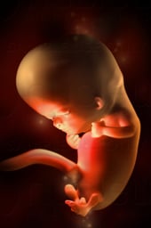 Week 10 in Fetal Development - Fetus Stage
