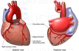 Anatomy of the Coronary Arteries