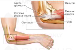 Anatomy of the Elbow