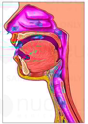 Anatomy of Upper Airway