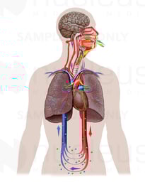 Impaired Ventilation and Circulation