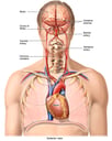 Anatomy of Brain Arteries