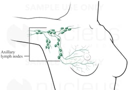 Lymph Nodes of the Axilla (Armpit)