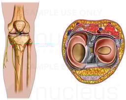 Anatomy of the Saphenous Nerve