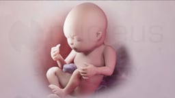 Overview of the Third Trimester of Pregnancy