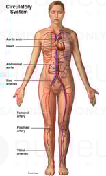 Anatomy of the Circulatory System - Female