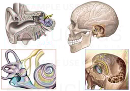 Nerve Supply (Innervation) of the Inner Ear