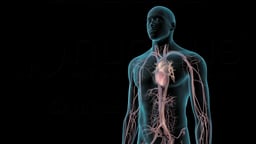 Cardiovascular System Anatomy