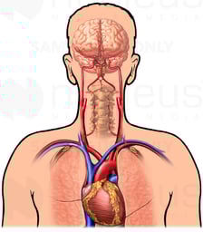 Blood Supply of the Brain