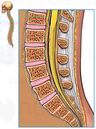 Anatomy of the Lumbosacral Spine
