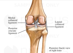 Posterior Knee Ligaments