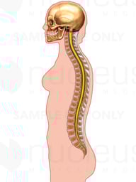Spinal Column with Body Outline, Lateral View