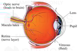 Anatomy of the Eye - Cut-away View