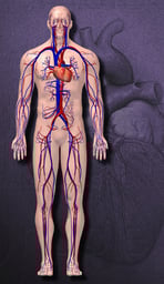 Anatomy of the Cardiovascular System, 3D Anterior Male