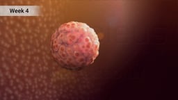 Blastocyst in Uterine Environment