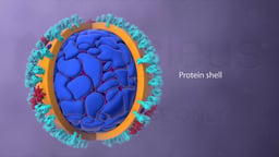 Cross-Section of Influenza Virus Particle with Protein Shell Highlighted