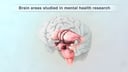 Key Brain Regions Studied in Mental Health Research