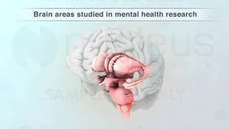 Key Brain Regions Studied in Mental Health Research