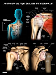 Anatomy of the Shoulder and Rotator Cuff