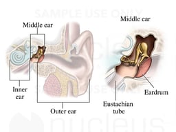 Middle Ear