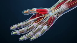 Median Nerve Innervating Hand Muscles
