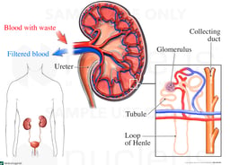 Anatomy of the Kidney