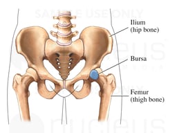 The Iliopectineal Bursa