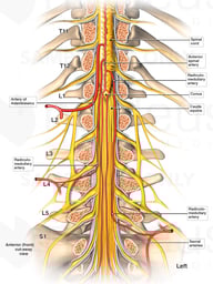 Blood Supply of the Spinal Cord