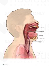 Anatomy of Upper Airway