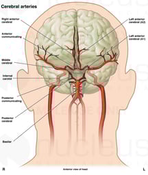 Anatomy of the Cerebral Vasculature