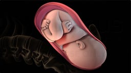 What are Active and Passive Uterine Segments During Labor?