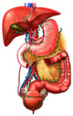 Lymph Nodes of the Abdominal and Pelvic Organs