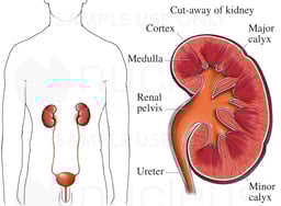 Anatomy of the Kidney: Cut-away View