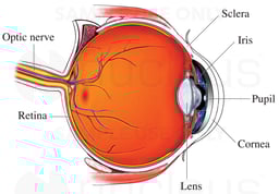 Normal Anatomy of the Eye