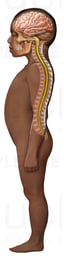 Pediatric Central Nervous System Anatomy - Child